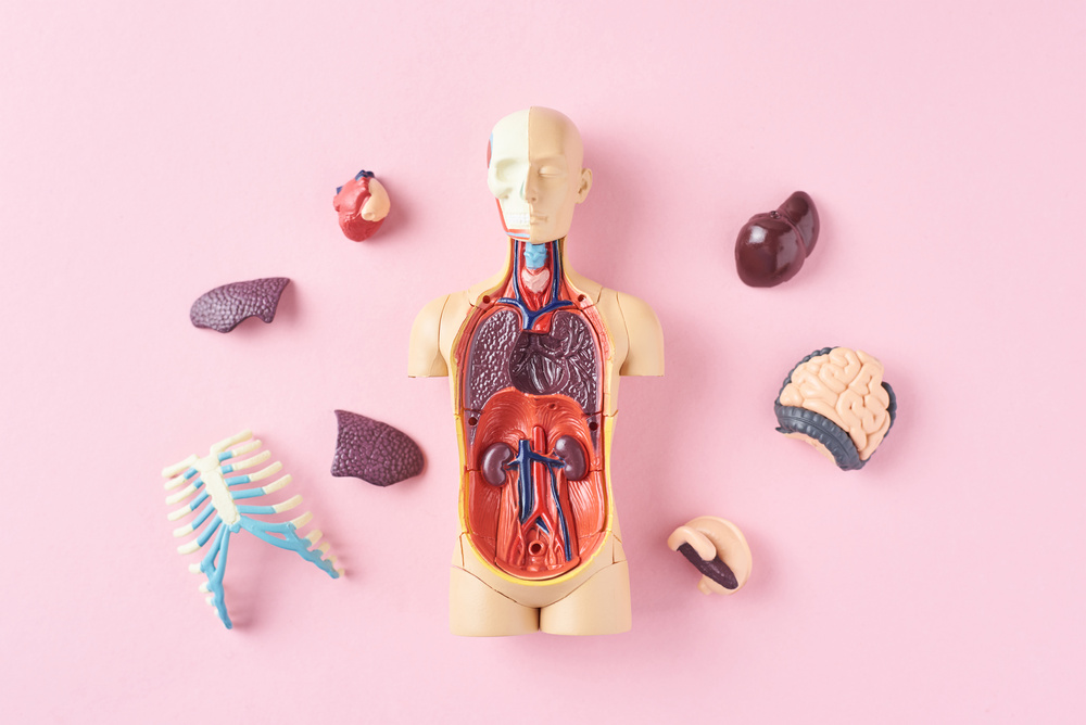 Human Anatomy Mannequin with Internal Organs